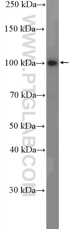 Western Blot (WB) analysis of MCF-7 cells using RTF1 Polyclonal antibody (12170-1-AP)