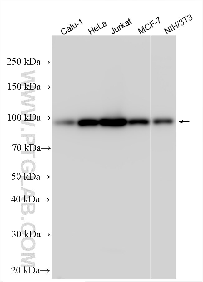 Various lysates were subjected to SDS PAGE followed by western blot with 12170-1-AP (RTF1 antibody) at dilution of 1:10000 incubated at room temperature for 1.5 hours. Western Blot (WB) analysis of various lysates using RTF1 Polyclonal antibody (12170-1-AP)