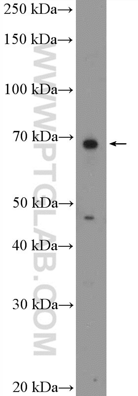 Western Blot (WB) analysis of HEK-293 cells using RTKN2 Polyclonal antibody (17458-1-AP)