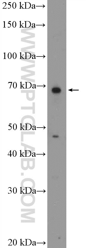 WB analysis of HEK-293 using 17458-1-AP