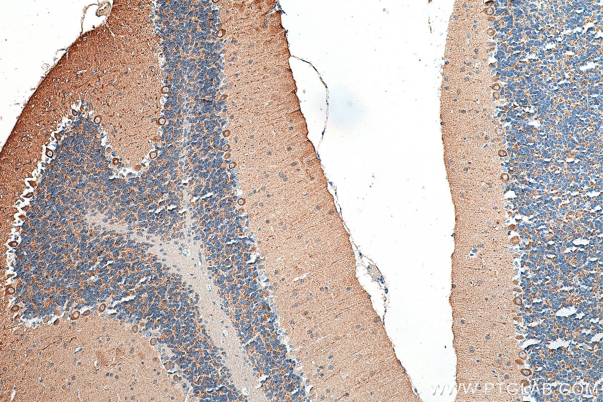 Immunohistochemistry (IHC) staining of mouse cerebellum tissue using RTN1 (Isoform RTN1-C) Polyclonal antibody (15048-1-AP)