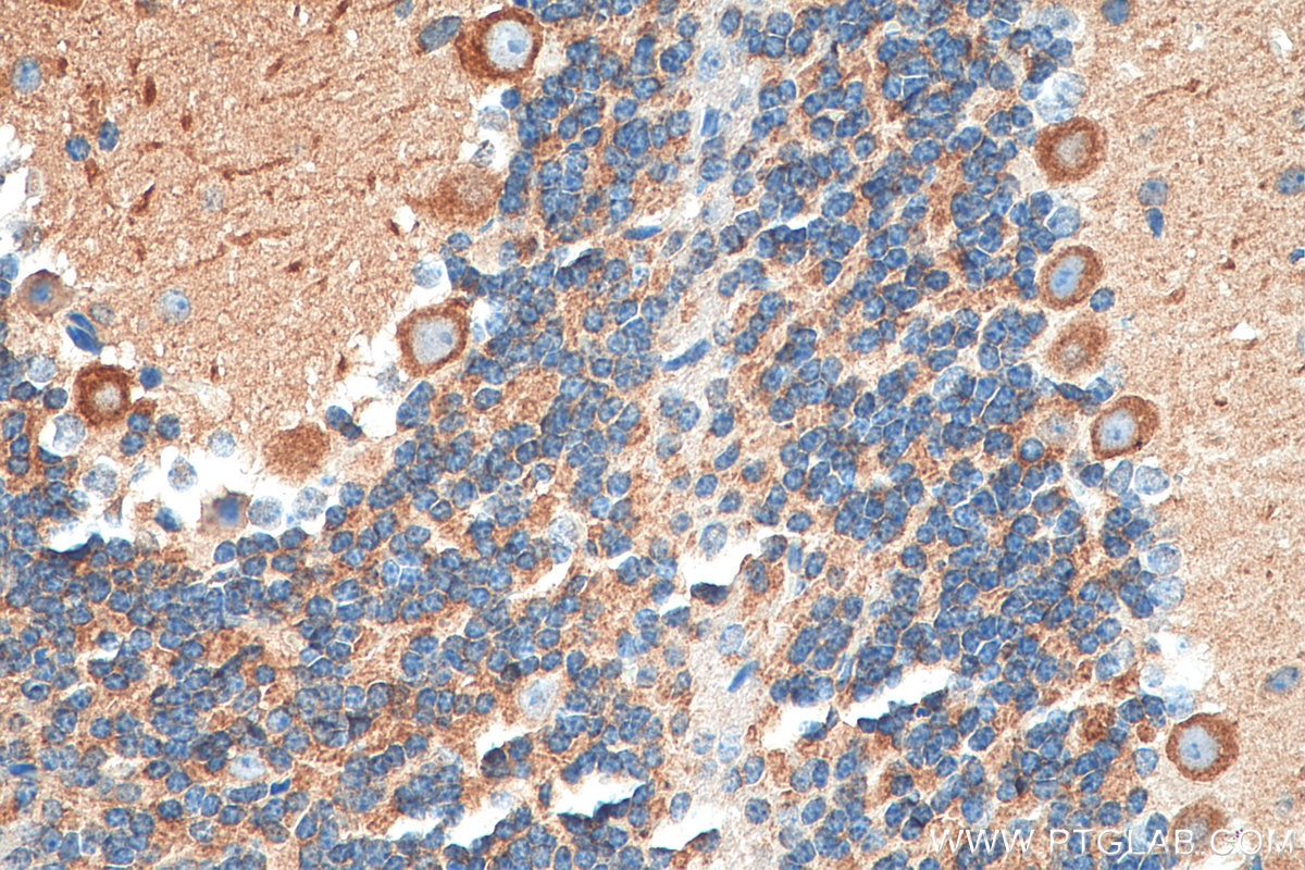 Immunohistochemistry (IHC) staining of mouse cerebellum tissue using RTN1 (Isoform RTN1-C) Polyclonal antibody (15048-1-AP)