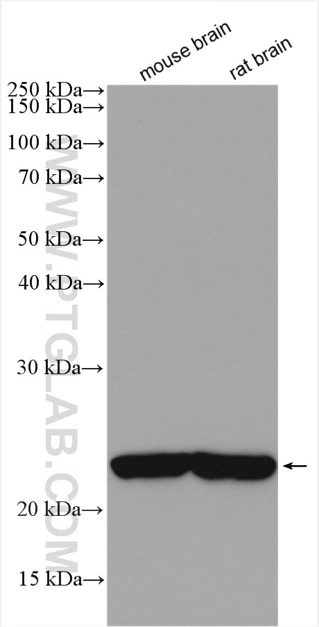 Western Blot (WB) analysis of various lysates using RTN1 (Isoform RTN1-C) Polyclonal antibody (15048-1-AP)