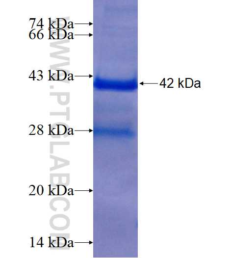 RTN2 fusion protein Ag1655 SDS-PAGE