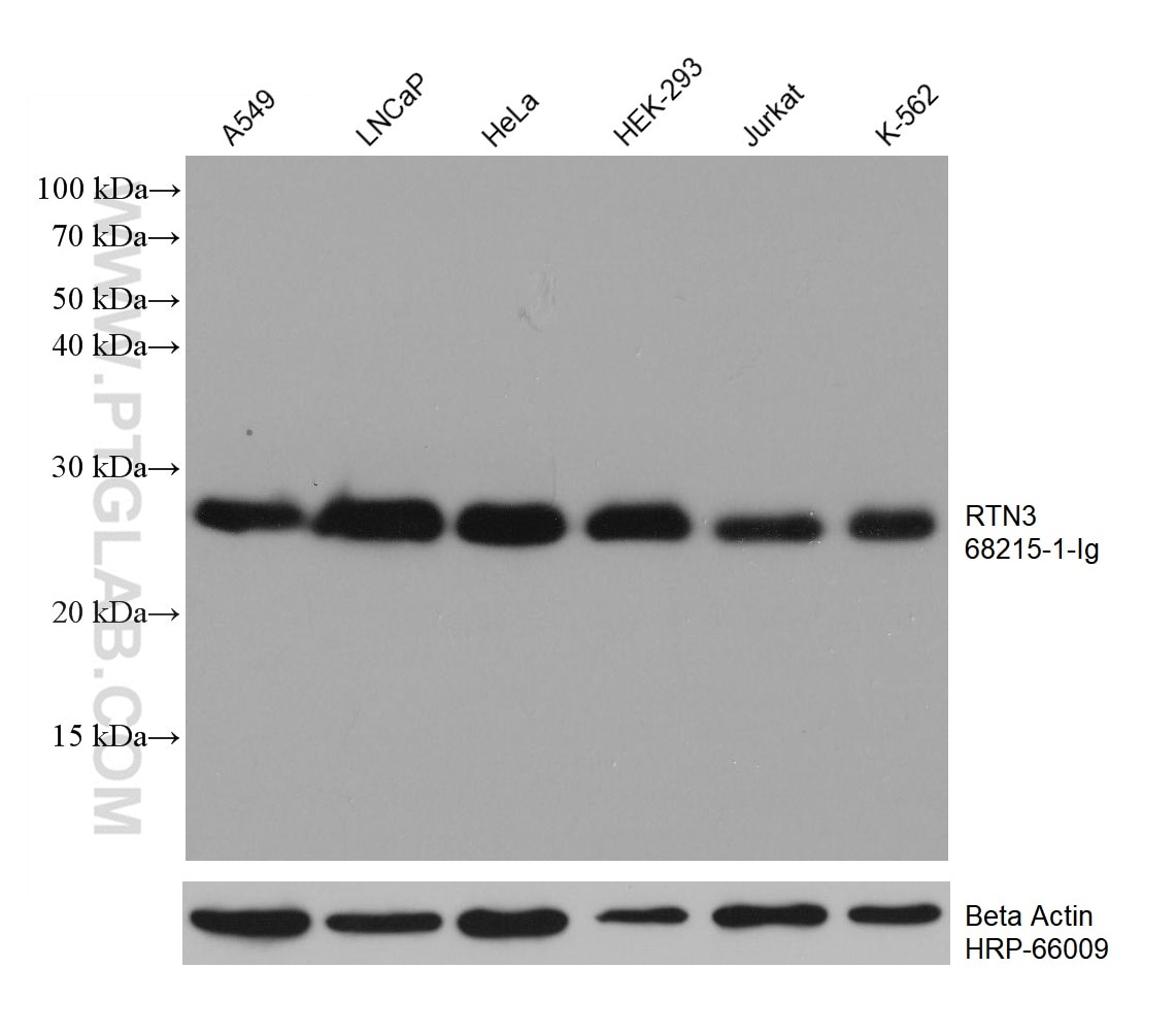 Western Blot (WB) analysis of various lysates using RTN3 Monoclonal antibody (68215-1-Ig)