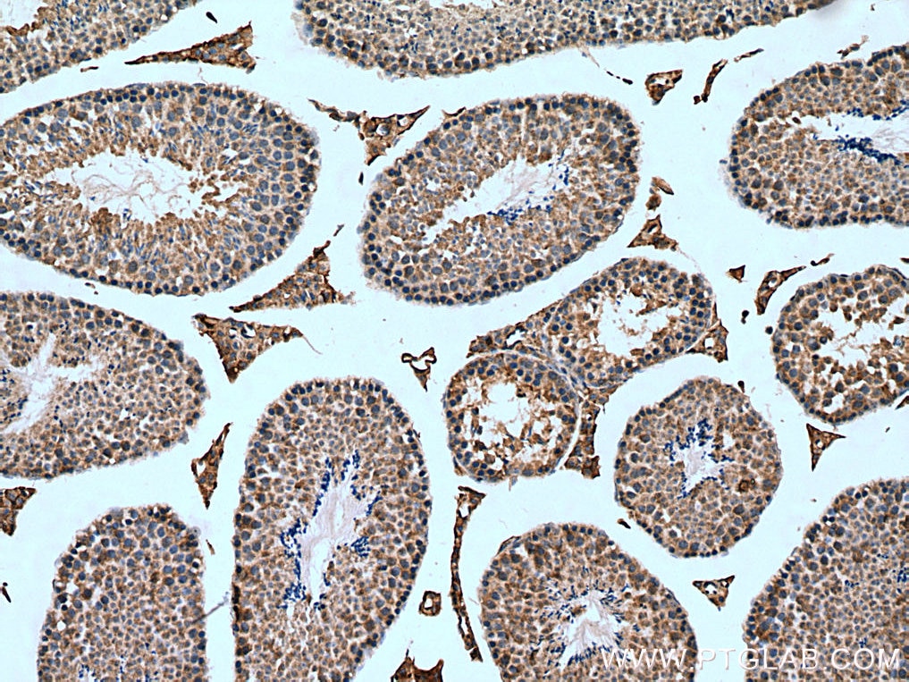 Immunohistochemistry (IHC) staining of mouse testis tissue using RTN4/NOGO Polyclonal antibody (10740-1-AP)