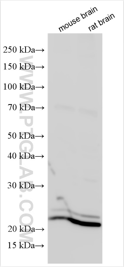 Western Blot (WB) analysis of various lysates using RTN4/NOGO Polyclonal antibody (10740-1-AP)