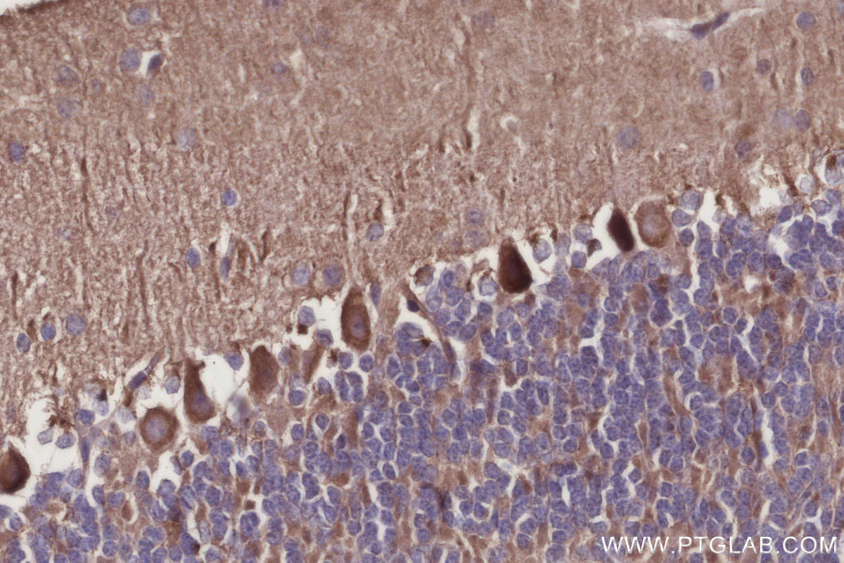 IHC staining of mouse cerebellum using 10950-1-AP Immunohistochemistry (IHC) staining of mouse cerebellum tissue using RTN4/NOGO Polyclonal antibody (10950-1-AP)
