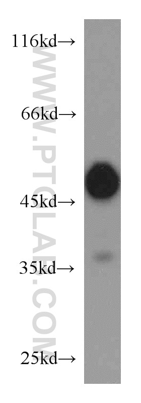 WB analysis of HepG2 using 10950-1-AP