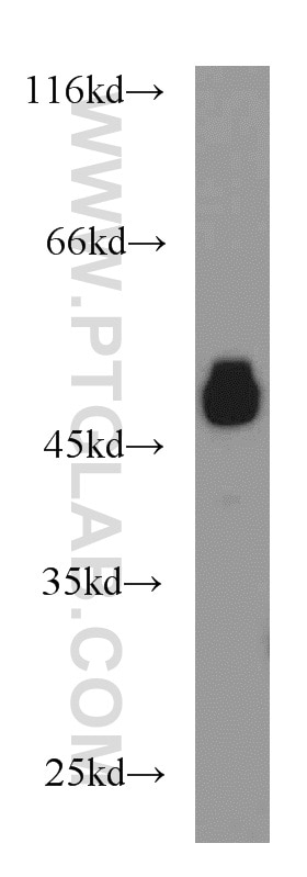 RTN4/NOGO Polyclonal antibody