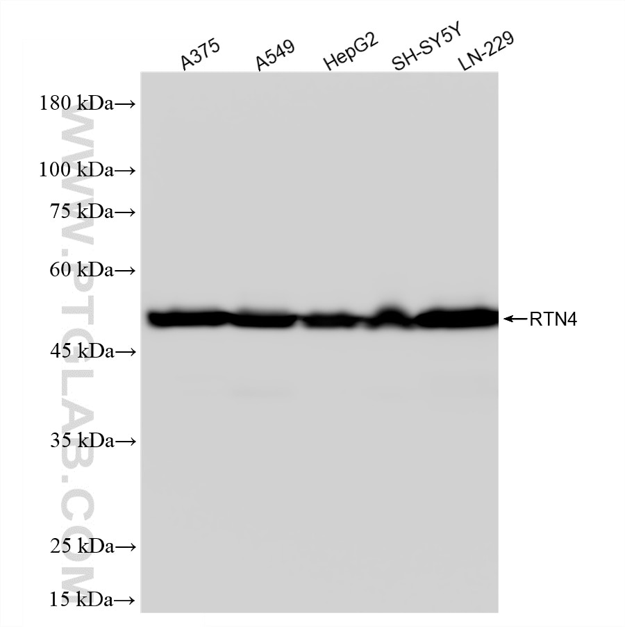 WB analysis using 87573-2-RR Western Blot (WB) analysis of various lysates using RTN4/NOGO Recombinant monoclonal antibody (87573-2-RR)