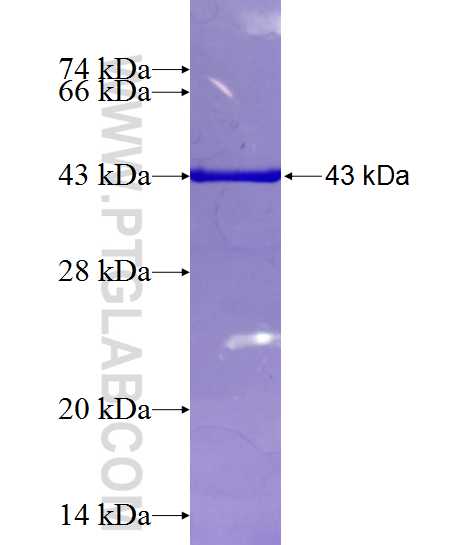 RTN4 fusion protein Ag1164 SDS-PAGE