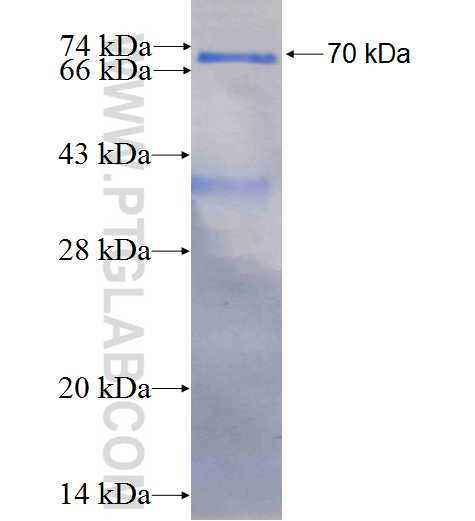 RTN4 fusion protein Ag1392 SDS-PAGE