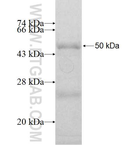 RTN4IP1 fusion protein Ag8161 SDS-PAGE
