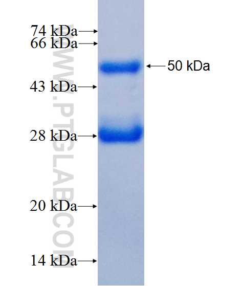 RTN4R fusion protein Ag26021 SDS-PAGE