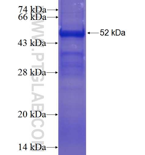 RTN4R fusion protein Ag1896 SDS-PAGE