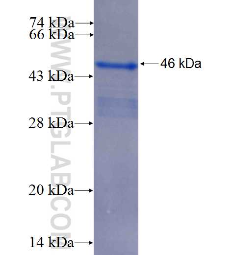 RTN4RL2 fusion protein Ag23379 SDS-PAGE