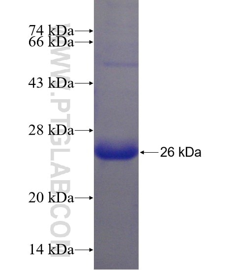 RTN4RL2 fusion protein Ag23747 SDS-PAGE