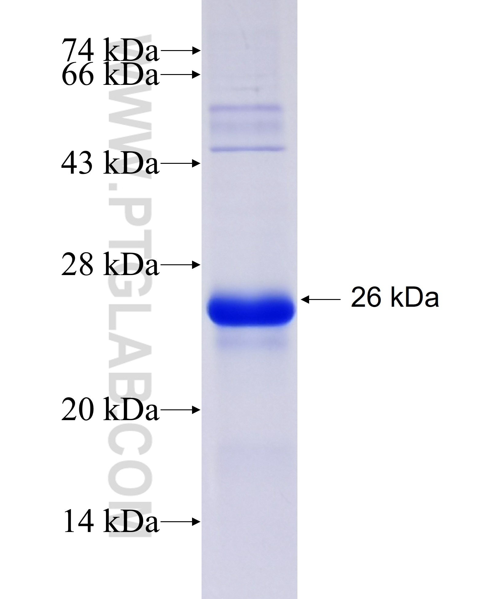 RTN4RL2 fusion protein Ag23747 SDS-PAGE