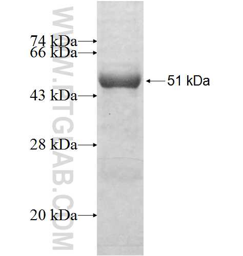 RTP1 fusion protein Ag3962 SDS-PAGE