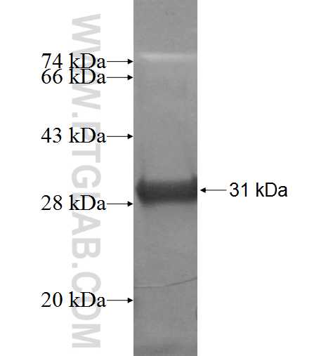 RTP1 fusion protein Ag6934 SDS-PAGE