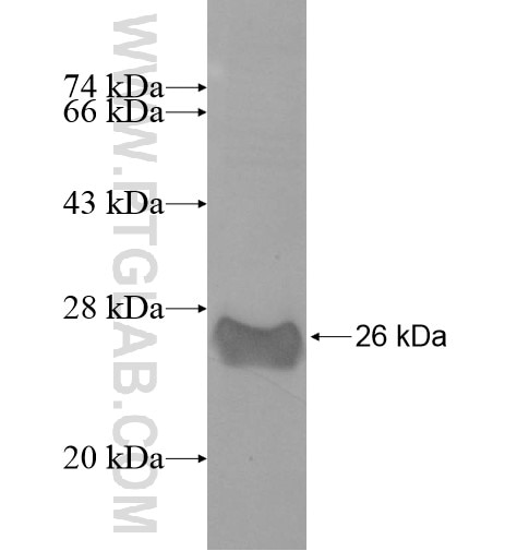 RTP2 fusion protein Ag10255 SDS-PAGE