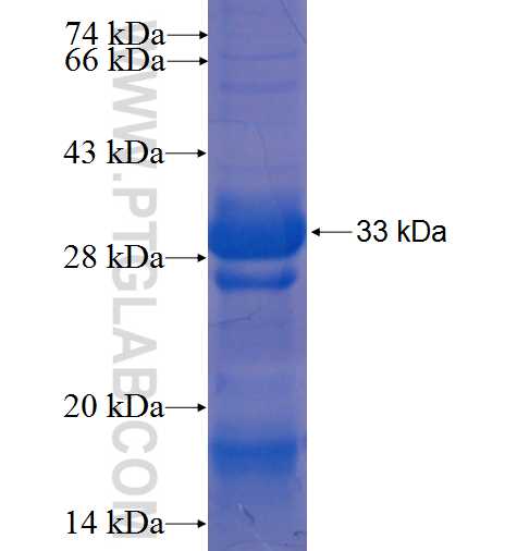RTP4 fusion protein Ag3312 SDS-PAGE