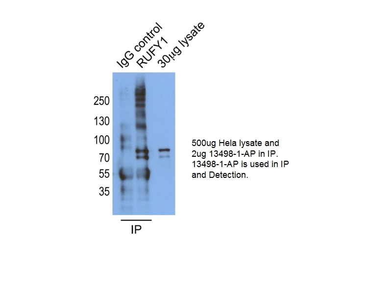 Immunoprecipitation (IP) experiment of HeLa cells using RUFY1 Polyclonal antibody (13498-1-AP)