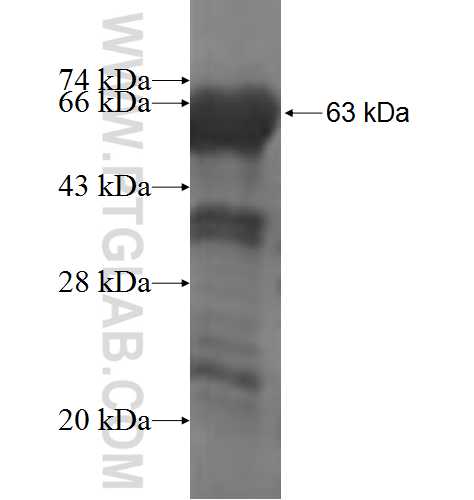 RUFY1 fusion protein Ag4324 SDS-PAGE