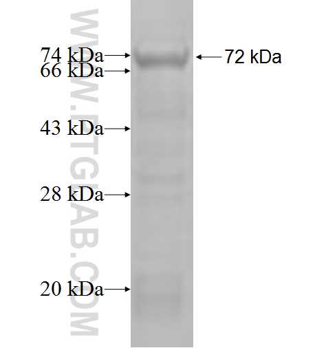 RUFY2 fusion protein Ag5363 SDS-PAGE