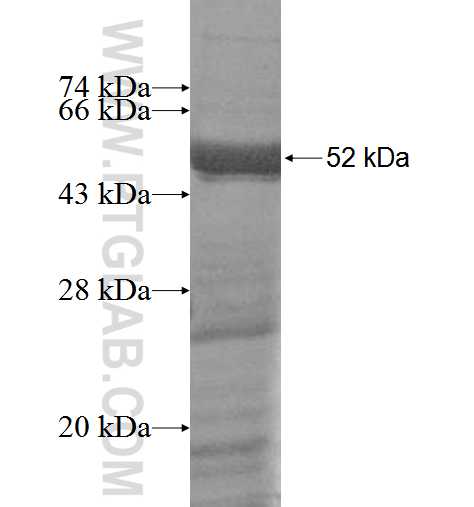 RUFY2 fusion protein Ag5938 SDS-PAGE