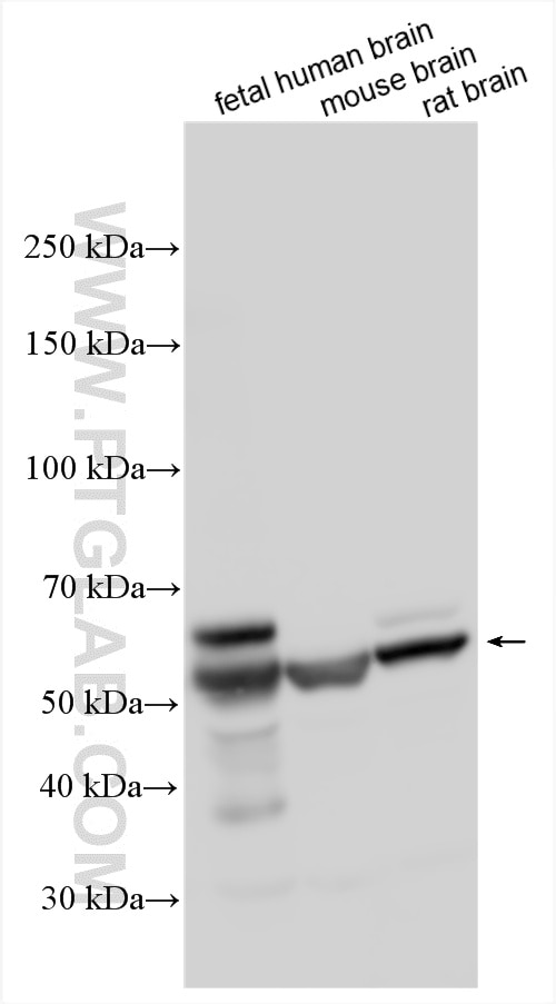 WB analysis using 15383-1-AP Western Blot (WB) analysis of various lysates using RUFY3 Polyclonal antibody (15383-1-AP)
