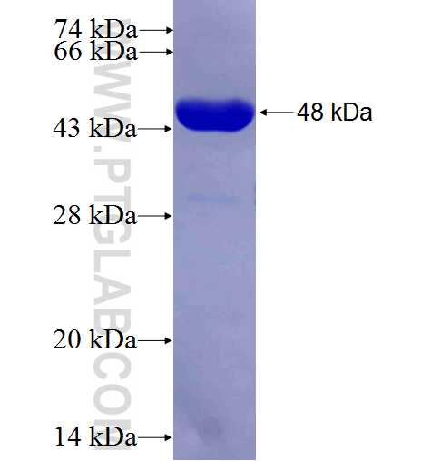 RUFY3 fusion protein Ag5191 SDS-PAGE