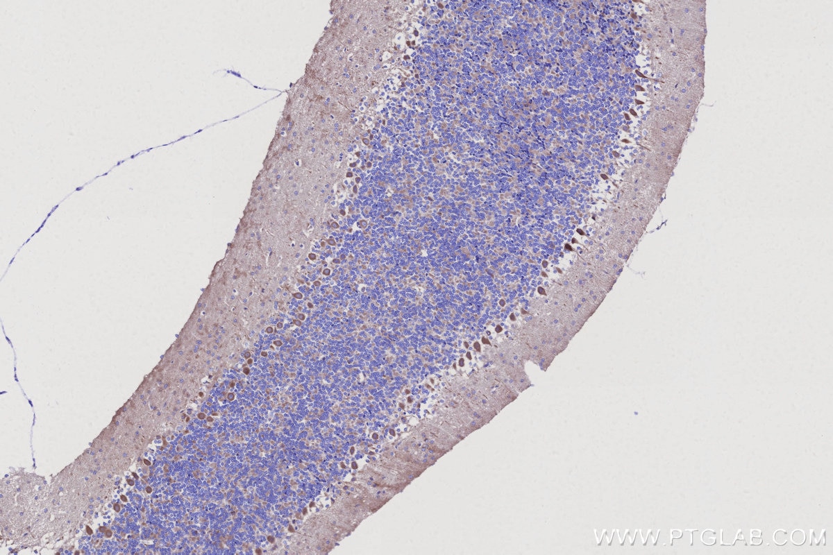 IHC staining of mouse cerebellum using 17267-1-AP (same clone as 17267-1-PBS) Immunohistochemistry (IHC) staining of mouse cerebellum tissue using RUNDC1 Polyclonal antibody (17267-1-AP)