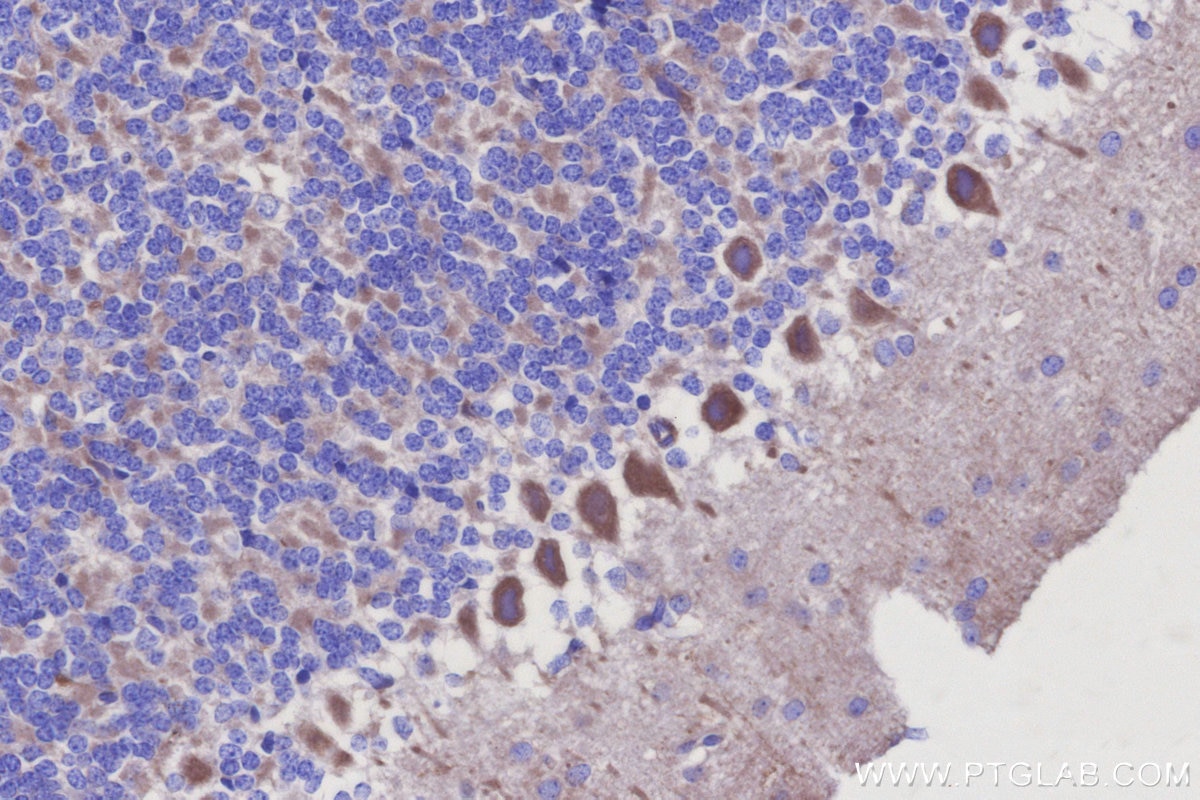 IHC staining of mouse cerebellum using 17267-1-AP (same clone as 17267-1-PBS) Immunohistochemistry (IHC) staining of mouse cerebellum tissue using RUNDC1 Polyclonal antibody (17267-1-AP)