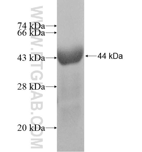RUNDC1 fusion protein Ag11019 SDS-PAGE