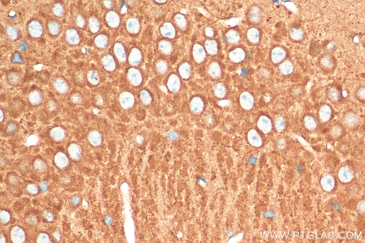 IHC staining of mouse brain using 20531-1-AP
