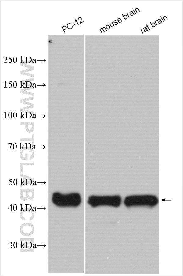 Western Blot (WB) analysis of various lysates using RUNDC3A Polyclonal antibody (20531-1-AP)