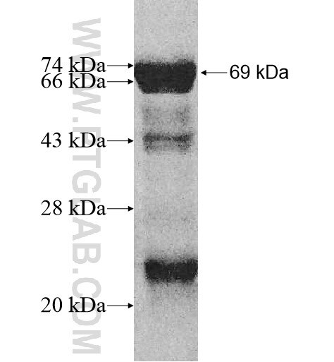 RUNDC3B fusion protein Ag10797 SDS-PAGE