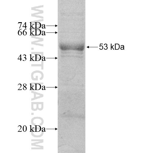 RUNDC3B fusion protein Ag10824 SDS-PAGE