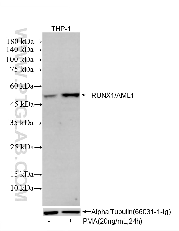 Non-treated THP-1 cells and PMA treated THP-1 cells were subjected to SDS PAGE followed by western blot with 85325-2-RR (RUNX1/AML1 antibody) at dilution of 1:2000 incubated at room temperature for 1.5 hours. The membrane was stripped and re-blotted with Alpha Tubulin (66031-1-Ig) antibody as a loading control. Western Blot (WB) analysis of THP-1 cells using RUNX1/AML1 Recombinant monoclonal antibody (85325-2-RR)