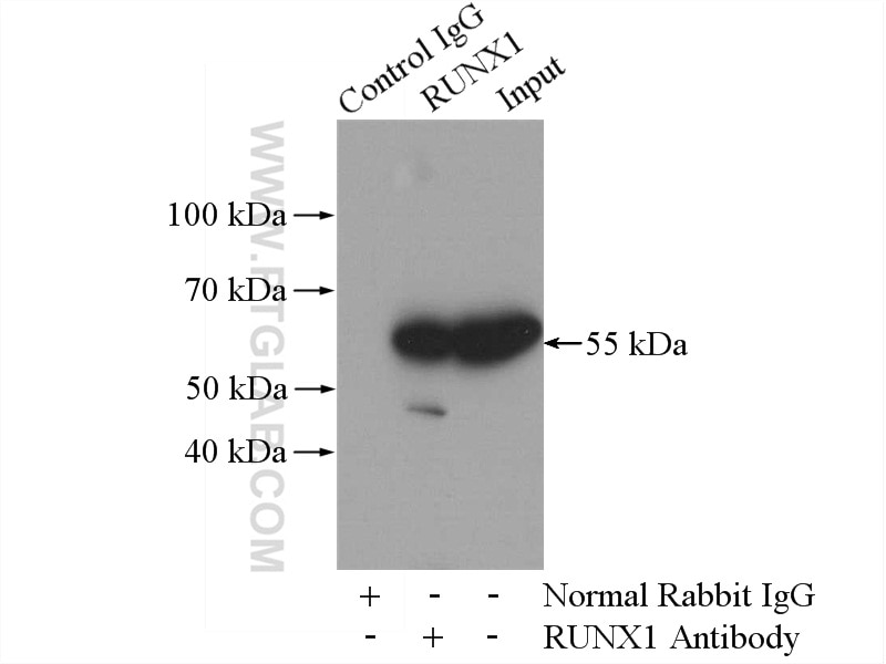 Immunoprecipitation (IP) experiment of mouse liver tissue using RUNX1 (N-terminal) Polyclonal antibody (19555-1-AP)