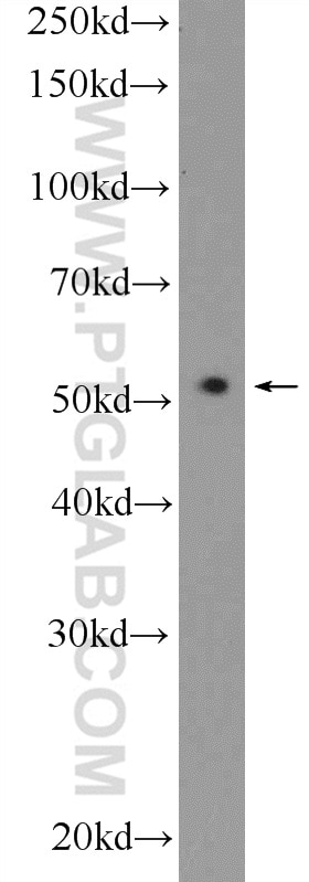 Western Blot (WB) analysis of Sp2/0 cells using RUNX1 (N-terminal) Polyclonal antibody (19555-1-AP)