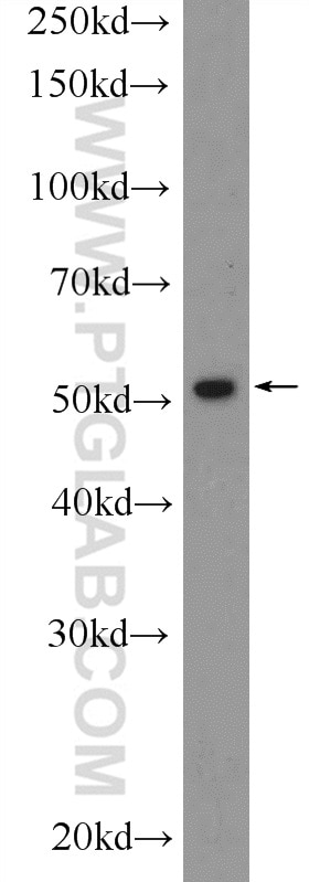 Western Blot (WB) analysis of Sp2/0 cells using RUNX1 (N-terminal) Polyclonal antibody (19555-1-AP)