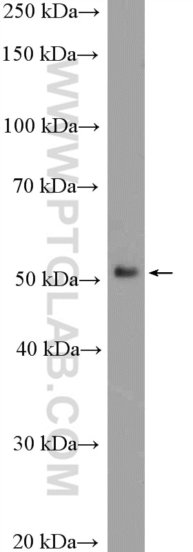 Western Blot (WB) analysis of mouse liver tissue using RUNX1 (N-terminal) Polyclonal antibody (19555-1-AP)