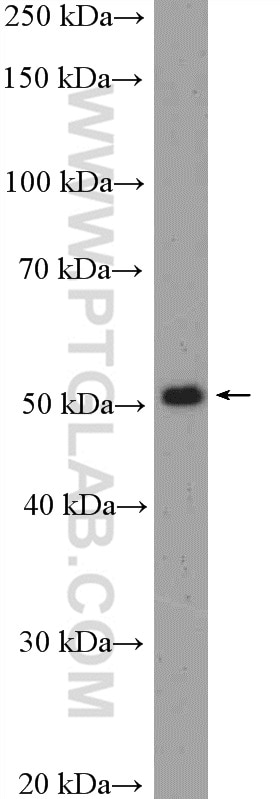 Western Blot (WB) analysis of mouse liver tissue using RUNX1 (N-terminal) Polyclonal antibody (19555-1-AP)