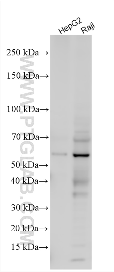 WB analysis using 19555-1-AP Western Blot (WB) analysis of various lysates using RUNX1 (N-terminal) Polyclonal antibody (19555-1-AP)