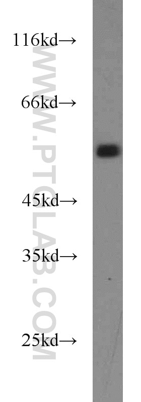 Western Blot (WB) analysis of mouse liver tissue using RUNX1 (N-terminal) Polyclonal antibody (19555-1-AP)