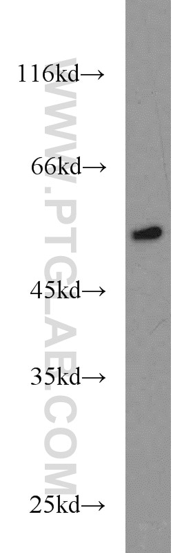 Western Blot (WB) analysis of Sp2/0 cells using RUNX1 (N-terminal) Polyclonal antibody (19555-1-AP)