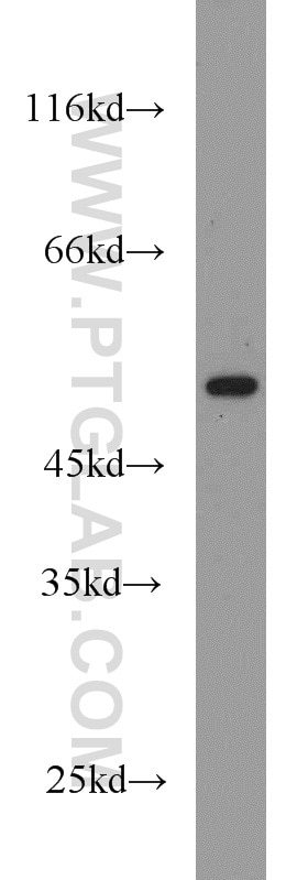 Western Blot (WB) analysis of Jurkat cells using RUNX1 (N-terminal) Polyclonal antibody (19555-1-AP)